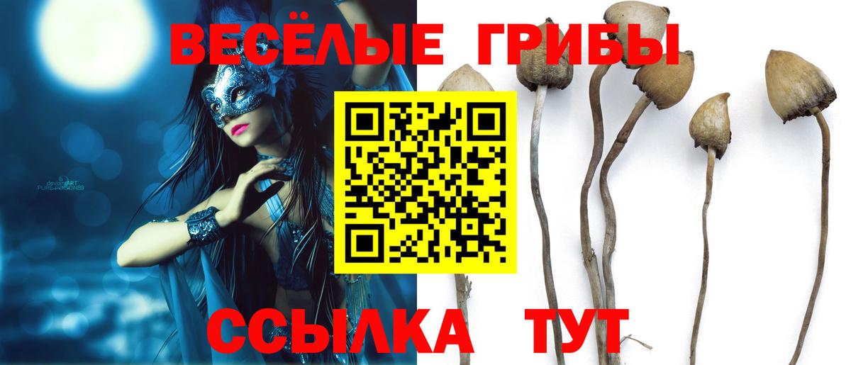 Псилоцибиновые грибы Cubensis Лосино-Петровский